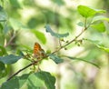 A bright butterfly with orange wings Royalty Free Stock Photo
