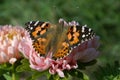 Bright butterfly with orange wings, white and black spots on the front wings, black spots on the rear wings.