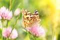 A bright butterfly on a pink clover flower. Beautiful summer photo.