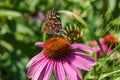 A bright butterfly sat on a beautiful flower against a background of green leaves. Royalty Free Stock Photo