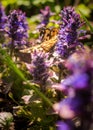 Bright butterfly and spring blossoming cornflowers Royalty Free Stock Photo