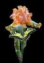 Bright butterfly swallowtail on colorful iris flower isolated on black Royalty Free Stock Photo