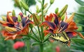 Bright butterfly swallowtail on flowers of colorful lilies in the garden
