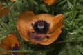 Bright California poppy plant. Natural orange poppy flower garden. Oriental poppy flowers Royalty Free Stock Photo
