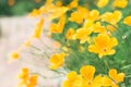 Bright Californian Poppies