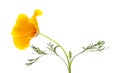 Bright californian poppy isolated