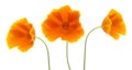 Bright californian poppy isolated