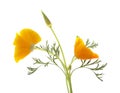 Bright californian poppy isolated