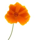 Bright californian poppy isolated