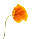 Bright californian poppy isolated