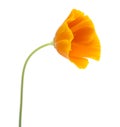 Bright californian poppy isolated