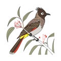 Bright Cape Bulbul Bird Artwork Royalty Free Stock Photo