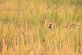 Bright-capped Cisticola in the morning