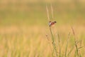 Bright-capped Cisticola in the morning