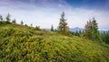 Bright Carpathian landscape in the morning light with beautiful green grass Royalty Free Stock Photo