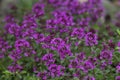 Purple carpet of blooming creeping thyme, fragrant herb Royalty Free Stock Photo