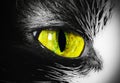 Bright cat's eye close-up, abstract background vision Royalty Free Stock Photo