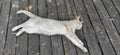 Bright cat sleeps on a wooden board Royalty Free Stock Photo