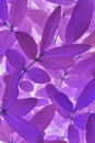 Bright, catchy, acidic purple floral background. Foliage close-up. Spectacular violet plant backdrop or wallpaper from honeysuckle