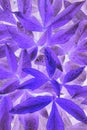 Bright and catchy purple floral background. Peony foliage close-up. Spectacular violet backdrop or wallpaper from leaves of plant