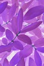 Bright and catchy violet plant backdrop. Foliage close-up. Impressive purple floral background or wallpaper from honeysuckle