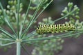 large bright caterpillar creeping along a branch of dill Royalty Free Stock Photo