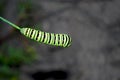 Large bright caterpillar creeping along a branch of dill Royalty Free Stock Photo