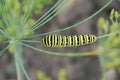 Large bright caterpillar creeping along a branch of dill Royalty Free Stock Photo