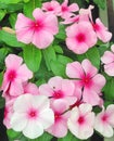 Bright Catharanthus flowers in shades of pink