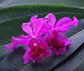 Bright cattleya orchid flower on Leaf blossom