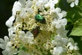 Bright Chafer Beetles on Snowball Blossons