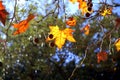 Bright and changing colors of the leaves in autumn, with background of the still green trees Royalty Free Stock Photo