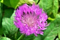 Bright charming pink stokesia flower in the garden closeup.