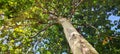 Bright charming sycamore with first yellow leafs in the shade and sunlight