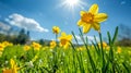 Bright and cheerful daffodils bask in the spring sunshine, their golden blooms heralding the vibrant energy of the new season