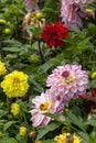 Bright and cheerful dahlia flowers in garden, with a honey bee (apis) Royalty Free Stock Photo