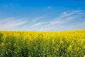 Bright cheerful spring landscape with yellow field