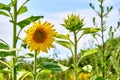 Bright cheerful sunflower with his brother in a rural field Royalty Free Stock Photo