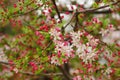 Bright cherry blossom and buds