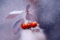 Bright cherry blossoms on a beautiful purple background with bokeh. An artistic image. Art work.