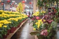 Bright Chrysanthemum and kumquat tree at Vietnamese Lunar New Year market in USA Royalty Free Stock Photo
