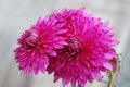 Two large pink chrysanthemums blooming in autumn Royalty Free Stock Photo