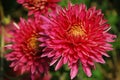 Two large pink chrysanthemums blooming in autumn Royalty Free Stock Photo