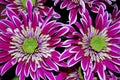 Two large pink chrysanthemums blooming in autumn Royalty Free Stock Photo