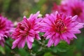 Two large pink chrysanthemums blooming in autumn Royalty Free Stock Photo