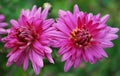 Two large pink chrysanthemums blooming in autumn Royalty Free Stock Photo