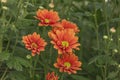 Bright chrysanthemums