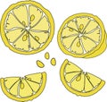 Bright fruit citrus design. Juicy yellow citrus slice.