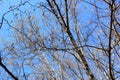 Bright clear blue sky, tree branches in spring Royalty Free Stock Photo