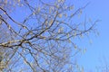Bright clear blue sky, tree branches in spring Royalty Free Stock Photo